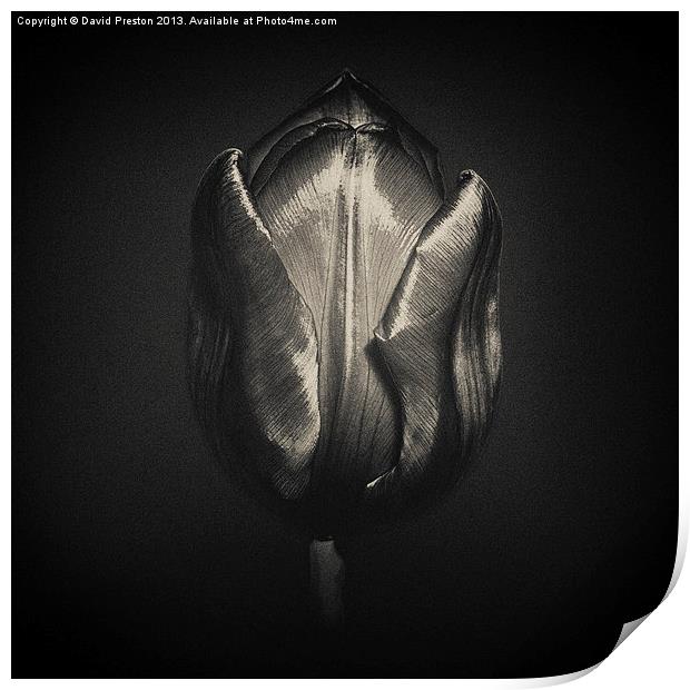 Silver Tulip Print by David Preston