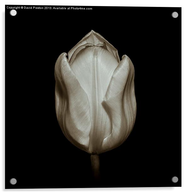 Golden Tulip Acrylic by David Preston