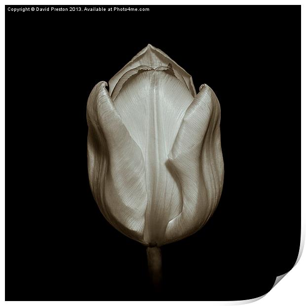 Golden Tulip Print by David Preston