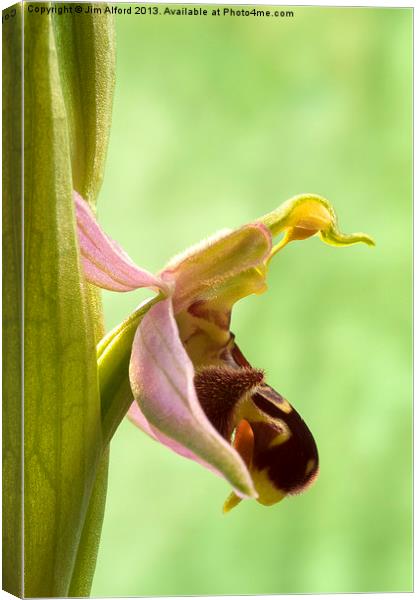 Bee Orchid Canvas Print by Jim Alford
