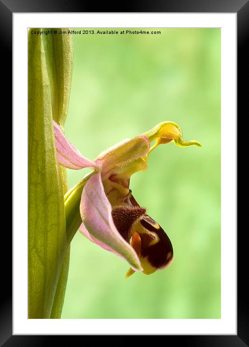 Bee Orchid Framed Mounted Print by Jim Alford