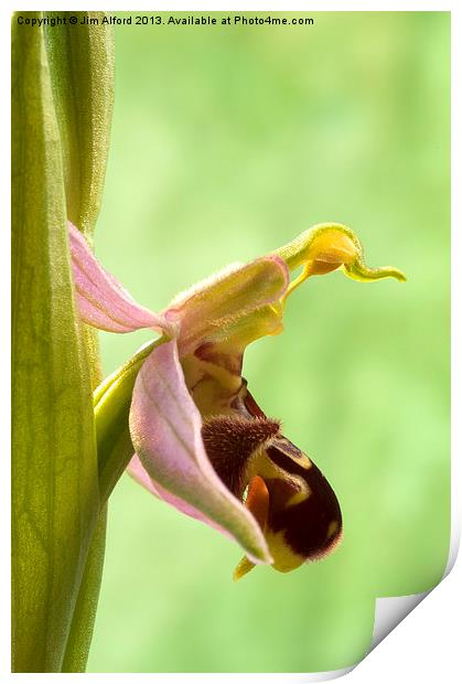 Bee Orchid Print by Jim Alford