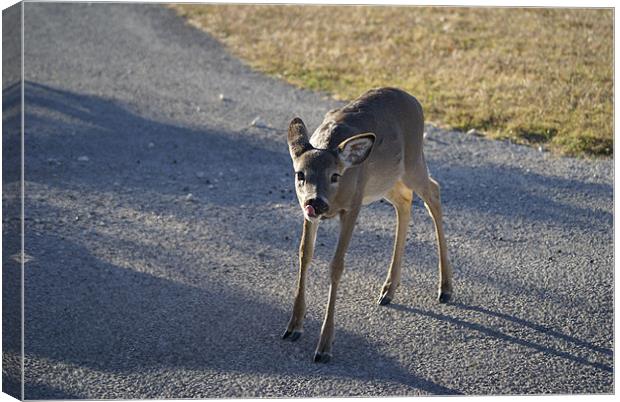 young deer showing his tongue Canvas Print by Marvin Hill