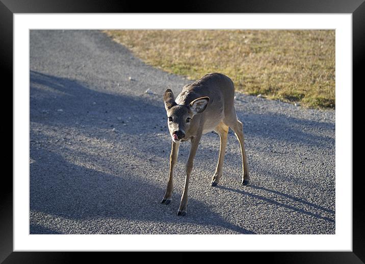 young deer showing his tongue Framed Mounted Print by Marvin Hill