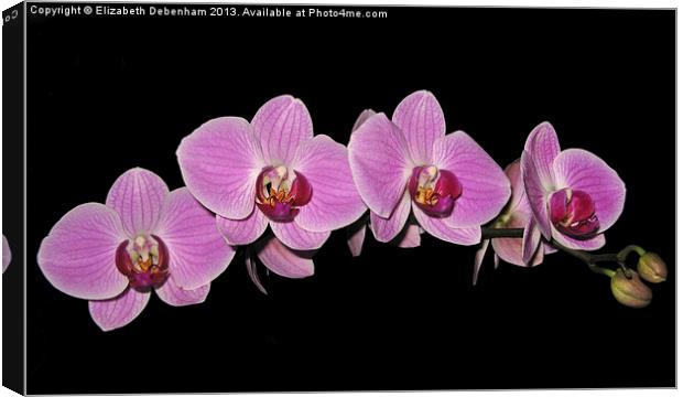 Purple Phalaenopsis Orchid Arc Canvas Print by Elizabeth Debenham
