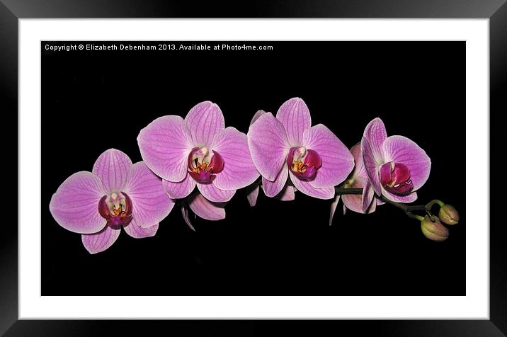 Purple Phalaenopsis Orchid Arc Framed Mounted Print by Elizabeth Debenham