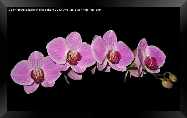 Purple Phalaenopsis Orchid Arc Framed Print by Elizabeth Debenham