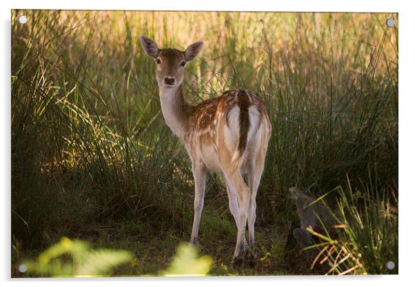 Devonshire Bambi Acrylic by Rob Hawkins