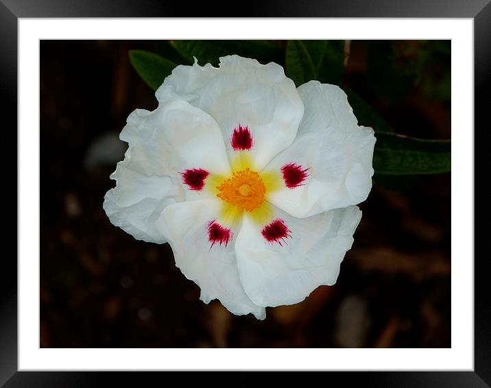 White Cistus Flower Framed Mounted Print by Stephen Cocking