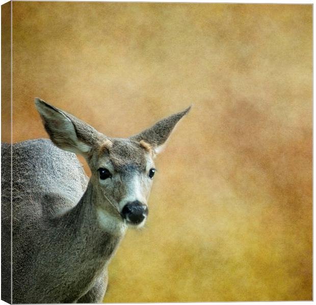 Young Buck Canvas Print by Belinda Greb