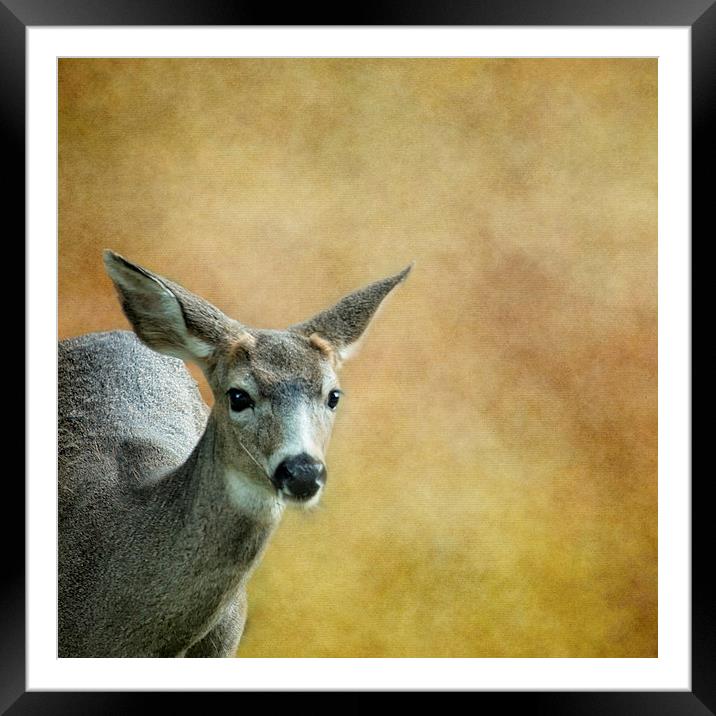 Young Buck Framed Mounted Print by Belinda Greb