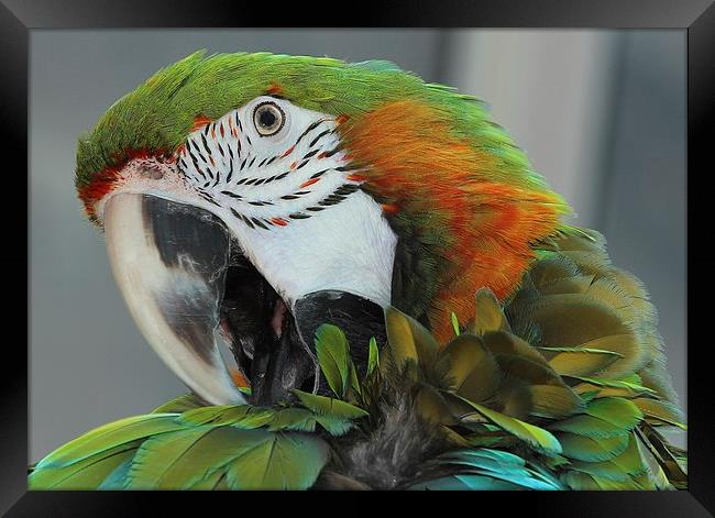 Harlequin macaw preening Framed Print by Mark Cake