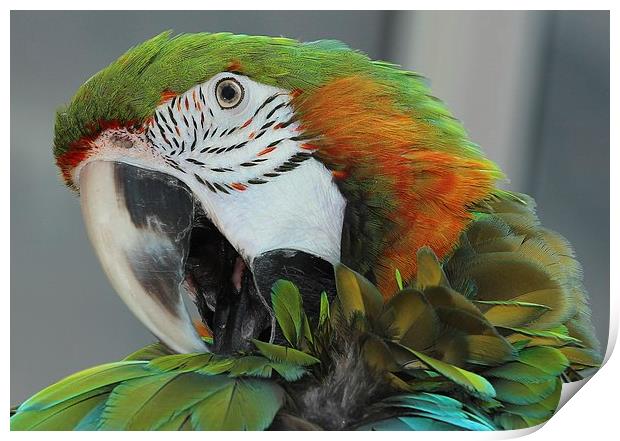 Harlequin macaw preening Print by Mark Cake