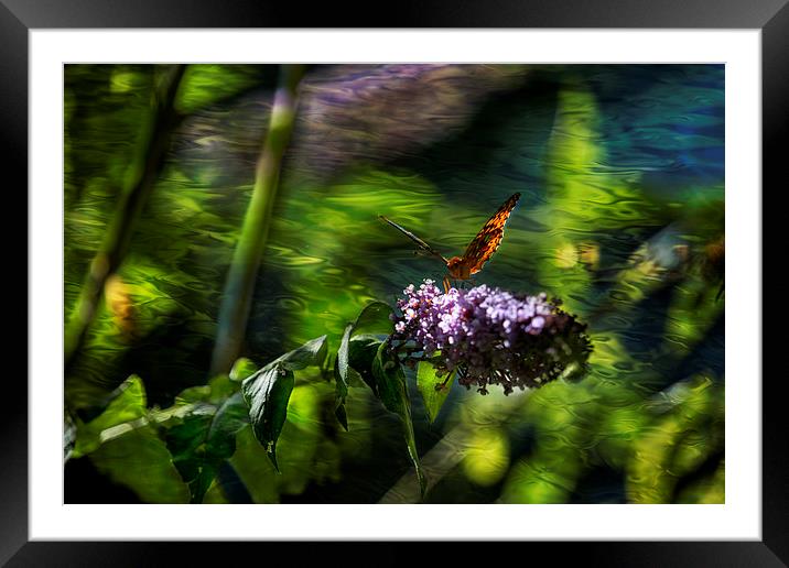 Butterfly Ripple Framed Mounted Print by Belinda Greb