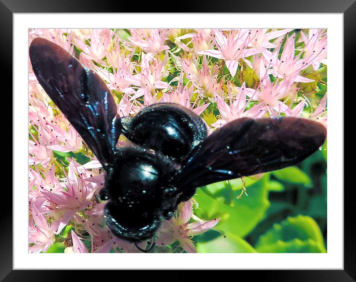 2374-black insect Framed Mounted Print by elvira ladocki