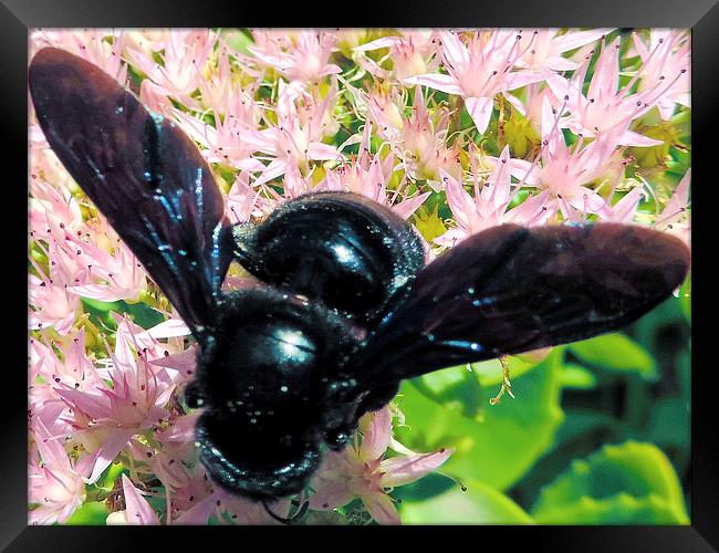 2374-black insect Framed Print by elvira ladocki