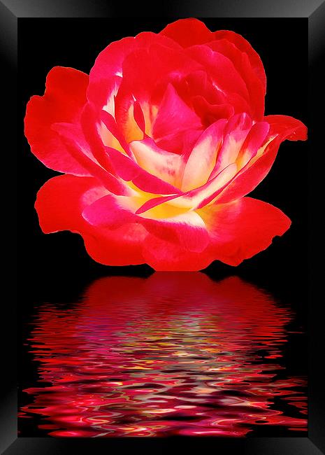 2283-beauty rose Framed Print by elvira ladocki