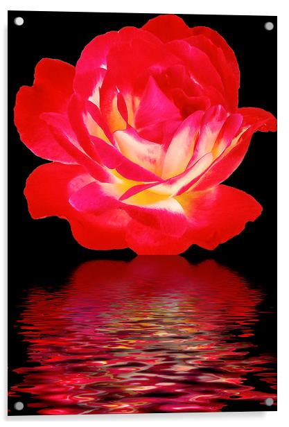 2283-beauty rose Acrylic by elvira ladocki