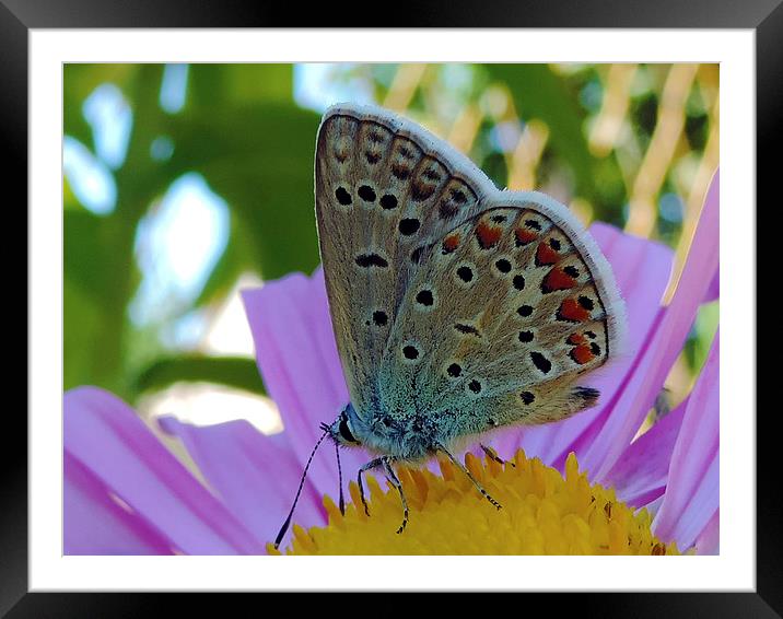 2285-nice butterfly Framed Mounted Print by elvira ladocki