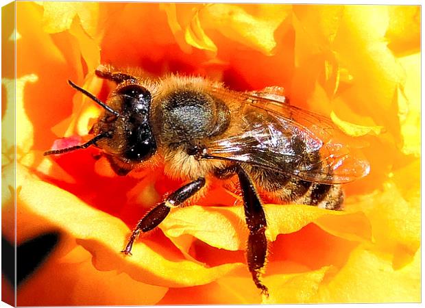 2289-bee on flower Canvas Print by elvira ladocki