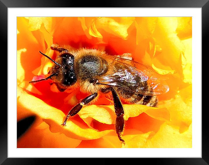 2289-bee on flower Framed Mounted Print by elvira ladocki