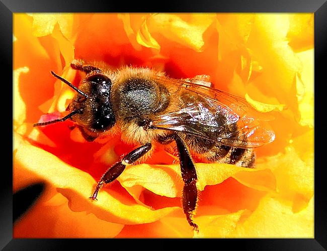 2289-bee on flower Framed Print by elvira ladocki