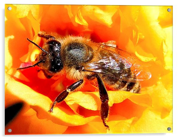 2289-bee on flower Acrylic by elvira ladocki
