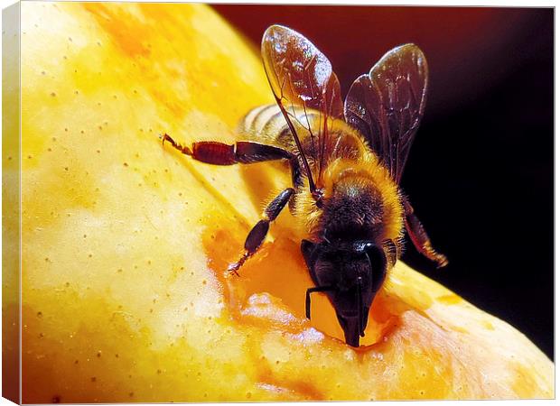 2299-bee on pear Canvas Print by elvira ladocki