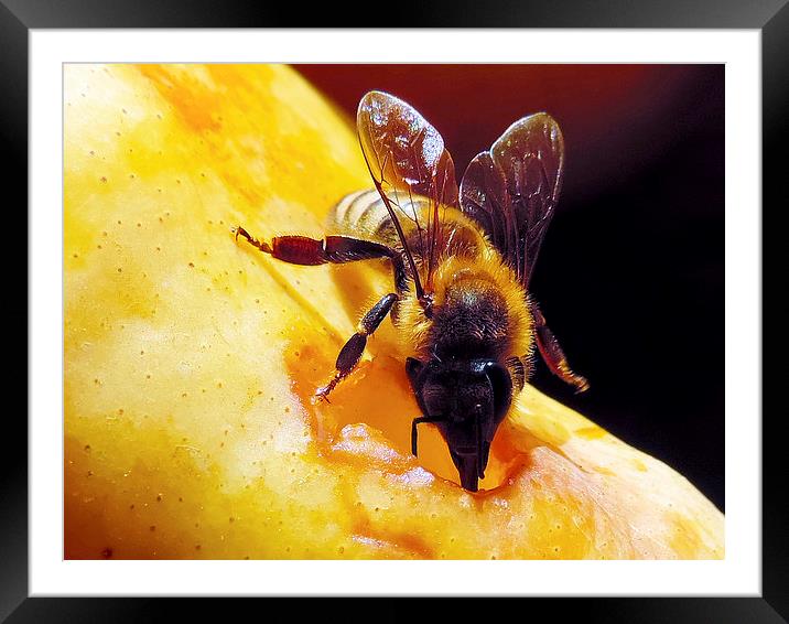 2299-bee on pear Framed Mounted Print by elvira ladocki