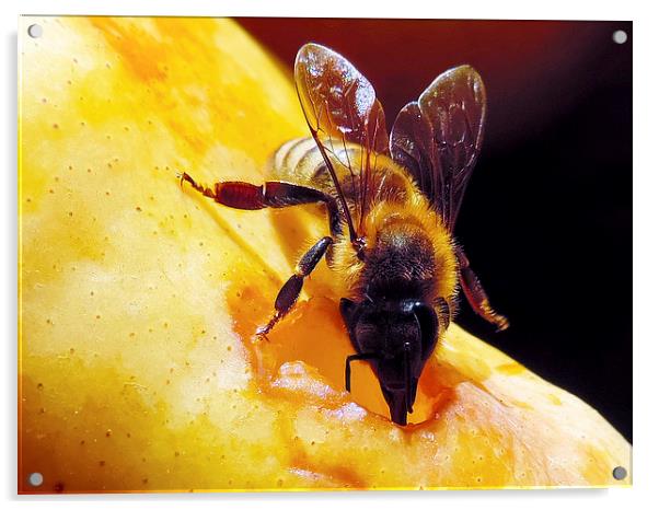 2299-bee on pear Acrylic by elvira ladocki