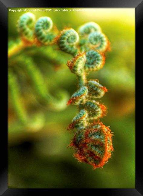 Australian Tree Fern Burgeon Framed Print by Robert Pettitt