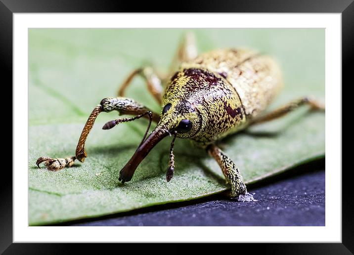 long nosed weevil Framed Mounted Print by Craig Lapsley