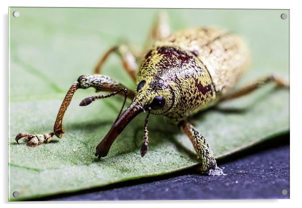 long nosed weevil Acrylic by Craig Lapsley