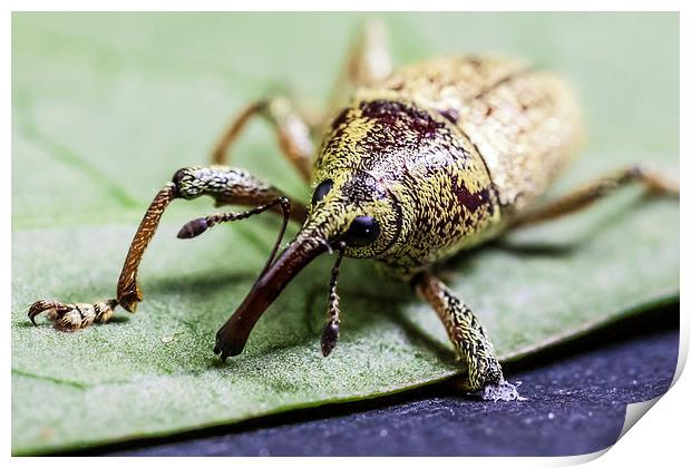 long nosed weevil Print by Craig Lapsley