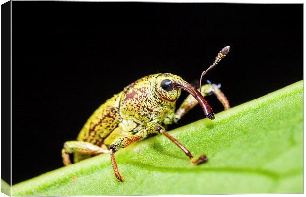 long nosed weevil on a leaf Canvas Print by Craig Lapsley