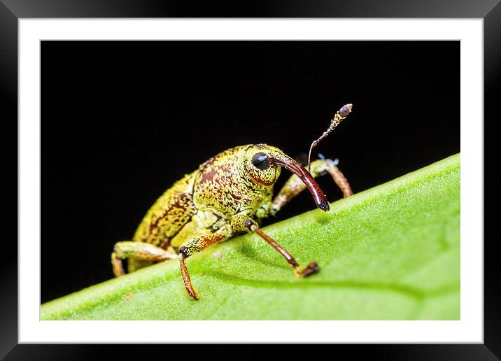 long nosed weevil on a leaf Framed Mounted Print by Craig Lapsley