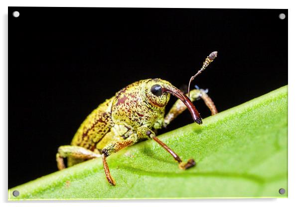 long nosed weevil on a leaf Acrylic by Craig Lapsley