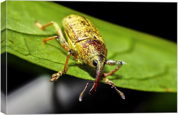 hairy little weevil Canvas Print by Craig Lapsley