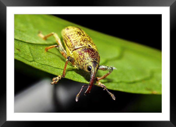 hairy little weevil Framed Mounted Print by Craig Lapsley