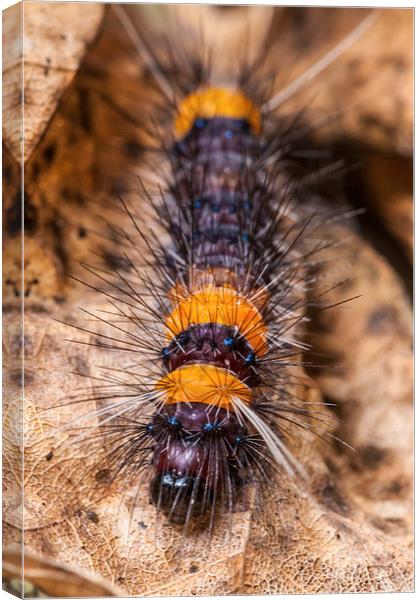 little hairy caterpillar Canvas Print by Craig Lapsley