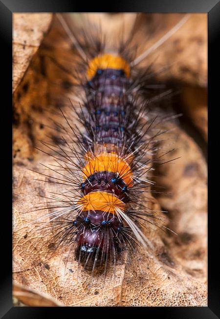little hairy caterpillar Framed Print by Craig Lapsley