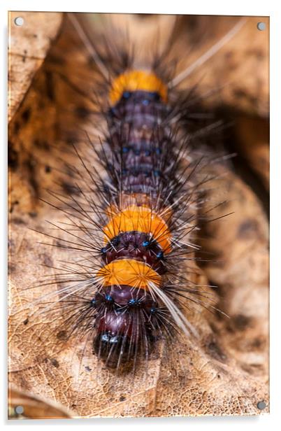 little hairy caterpillar Acrylic by Craig Lapsley