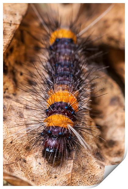 little hairy caterpillar Print by Craig Lapsley
