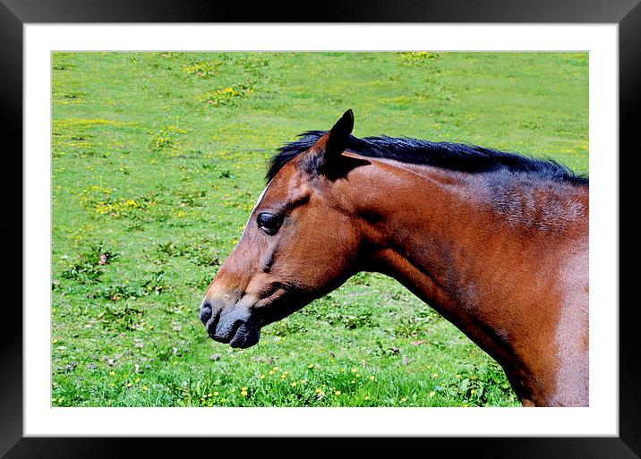 Portrait of a mare Framed Mounted Print by Frank Irwin