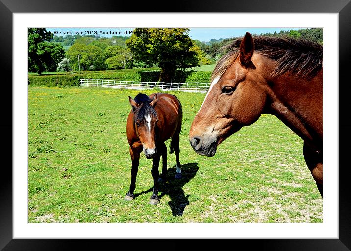 Mare and her colt Framed Mounted Print by Frank Irwin