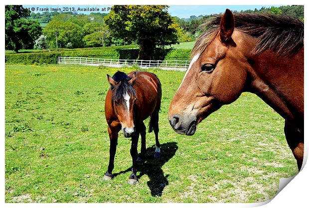 Mare and her colt Print by Frank Irwin