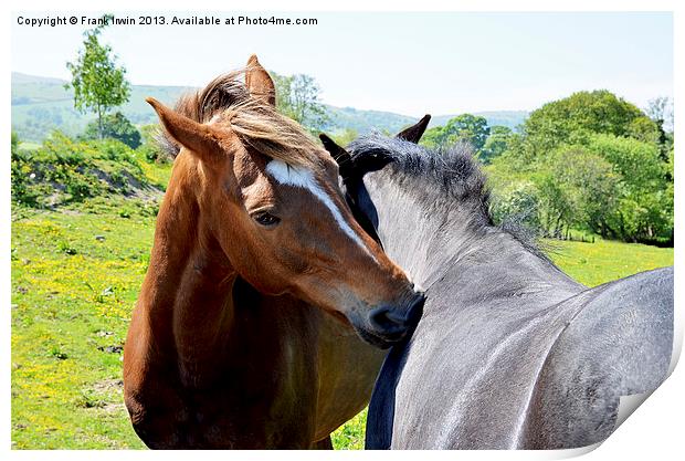 Two horses interacting Print by Frank Irwin