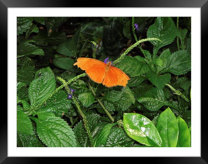 All Green With a Bit of Orange Framed Mounted Print by Pamela Briggs-Luther
