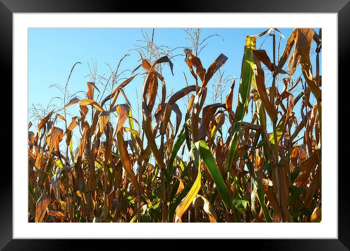 Ready for Harvest Framed Mounted Print by Pamela Briggs-Luther
