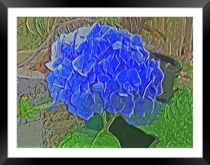 Hydrangea Blues Framed Mounted Print by Pamela Briggs-Luther